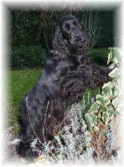 Maxi